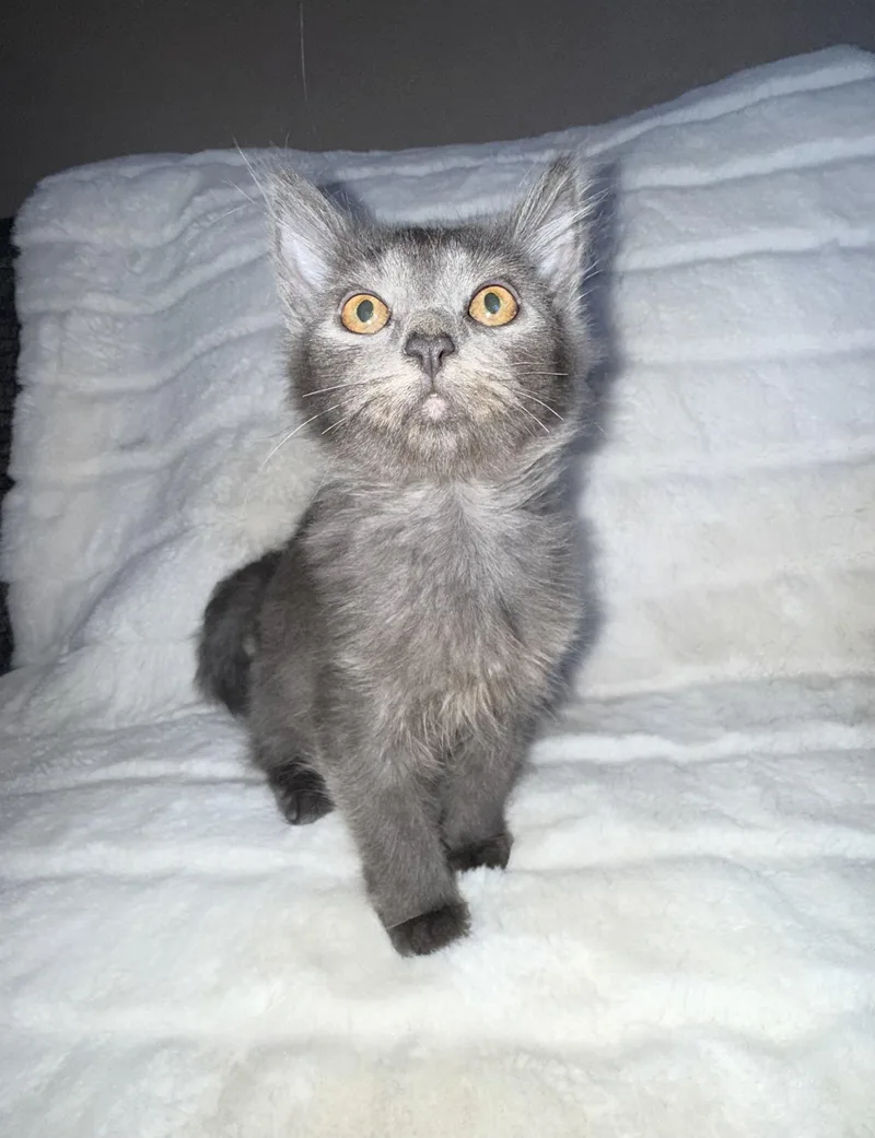 Isabella thumbnail 2