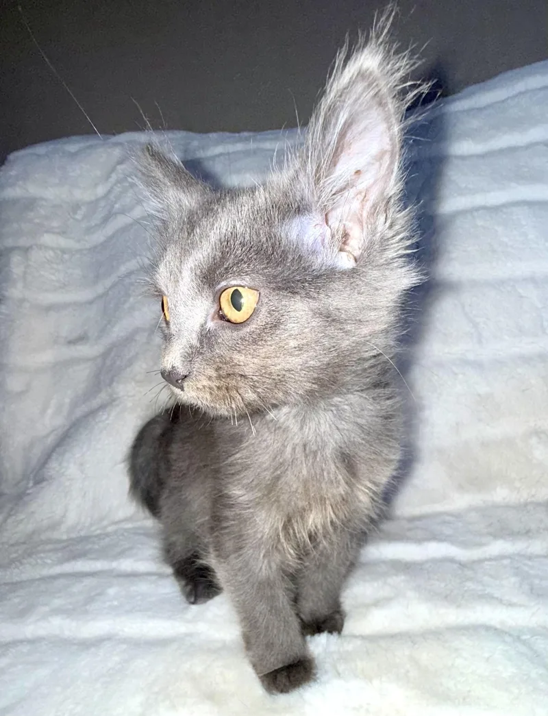 Isabella thumbnail 3