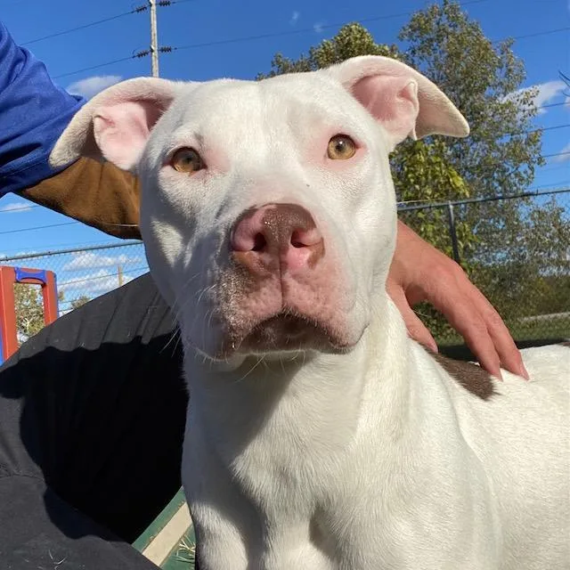 A young large-sized female American Staffordshire Terrier dog named Melon for adoption in Indianapolis, IN