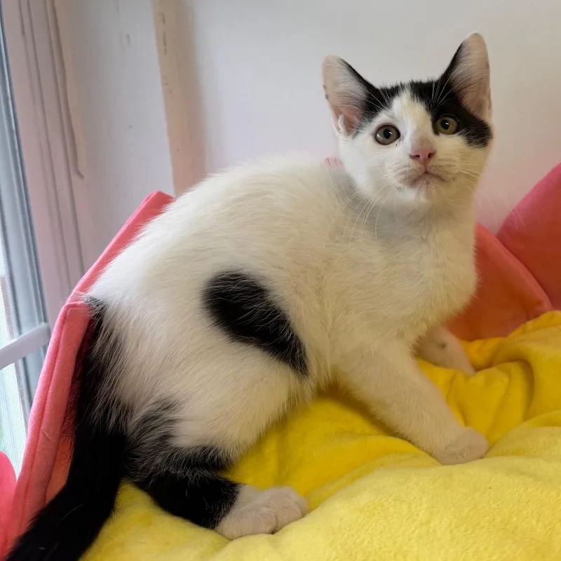 A baby small-sized male Black Domestic Short Hair cat named Patch for adoption in Floresville, TX
