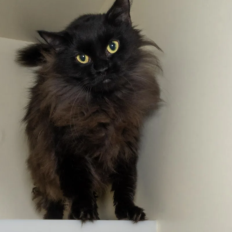 An adult medium-sized female Domestic Medium Hair cat named Phoebe for adoption in Victor, NY