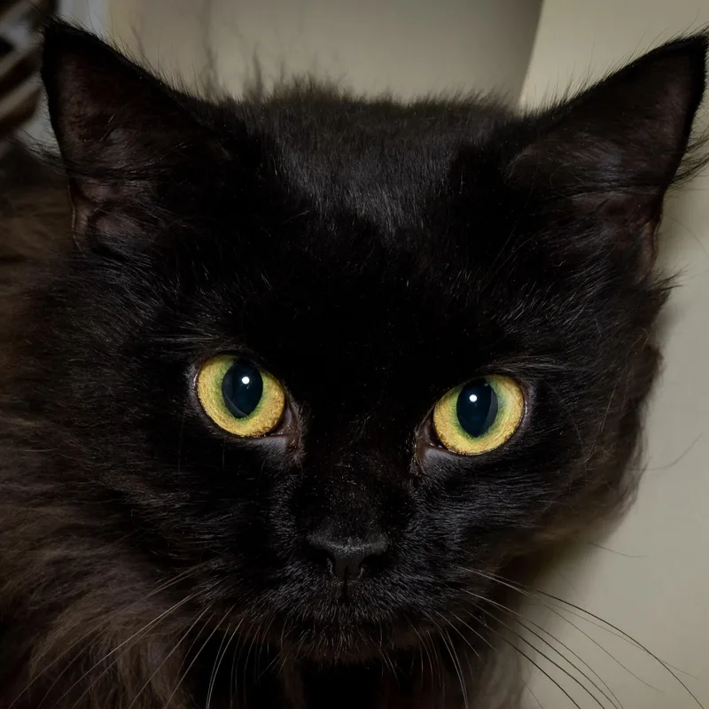 Phoebe thumbnail 3