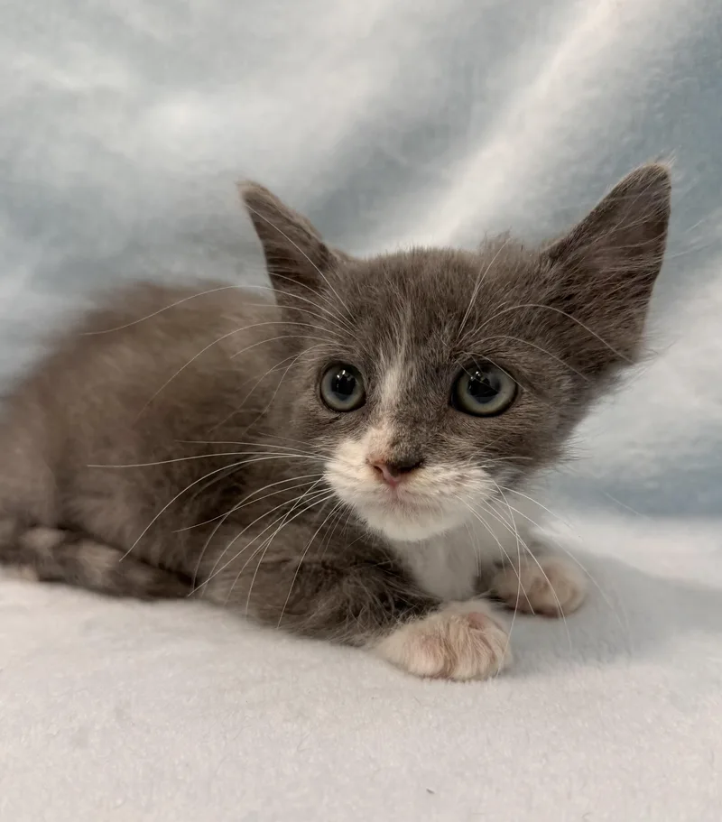 A baby medium-sized male Gray & White Domestic Short Hair cat named Clutch for adoption in Greensboro, NC