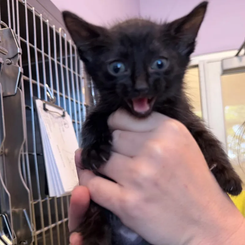 A baby small-sized male Black Domestic Short Hair cat named Nutty Buddy for adoption in Madisonville, TN