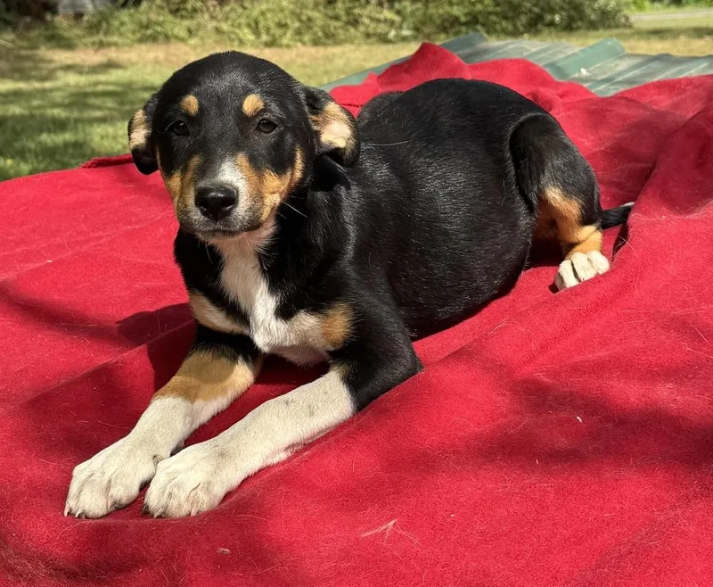 A baby medium-sized female Catahoula Leopard Dog dog named Daisy  Holly’s Litter for adoption in Horn Lake, MS