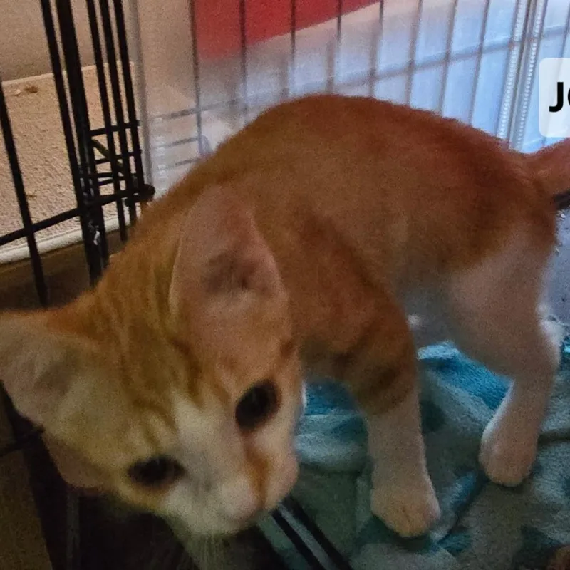 A baby small-sized male Domestic Short Hair cat named F Jill Joe for adoption in Arizona City, AZ