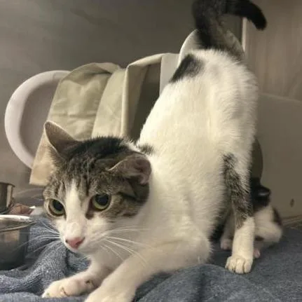 A young medium-sized female Domestic Short Hair cat named Anaya for adoption in Jupiter, FL