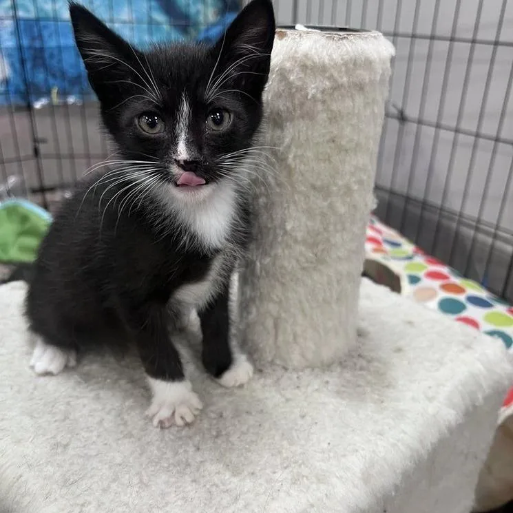 A baby small-sized male Domestic Short Hair cat named Paros for adoption in Woodstock, GA