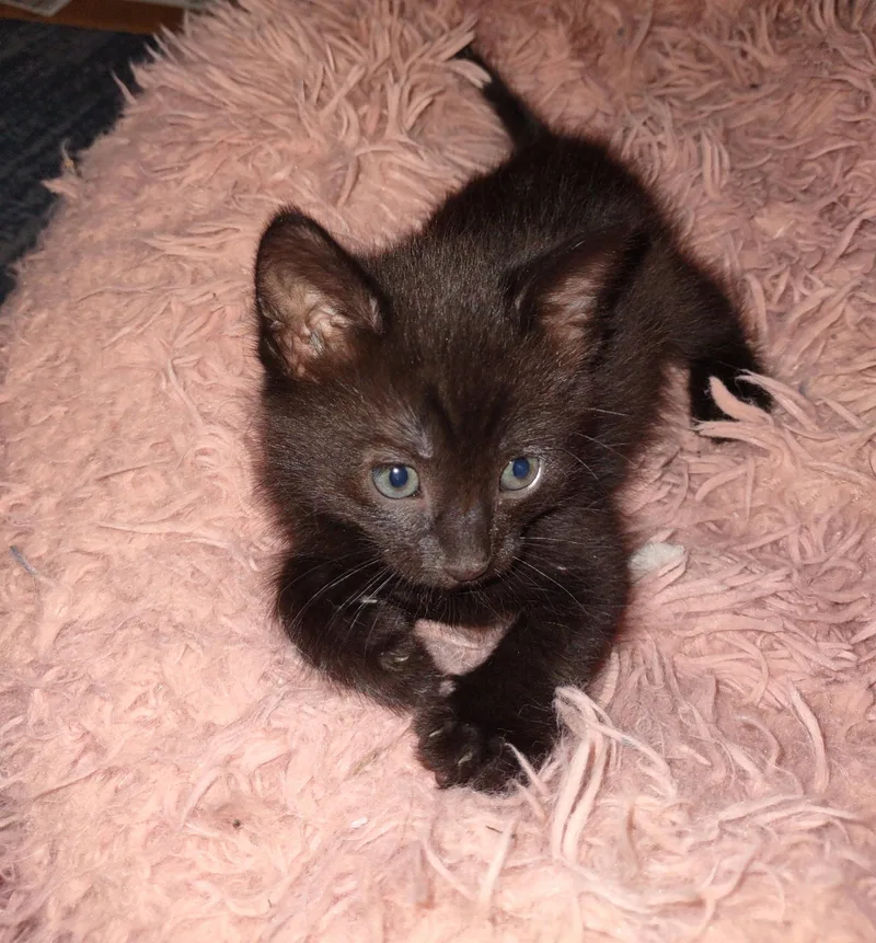 A baby medium-sized male Black Domestic Short Hair cat named Choki Chip for adoption in Fresno, CA