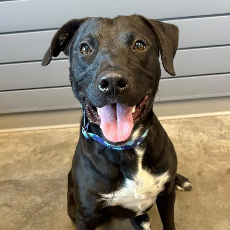 An adult medium-sized male Black Labrador Retriever dog named Wheeler for adoption in Fairfax Station, VA