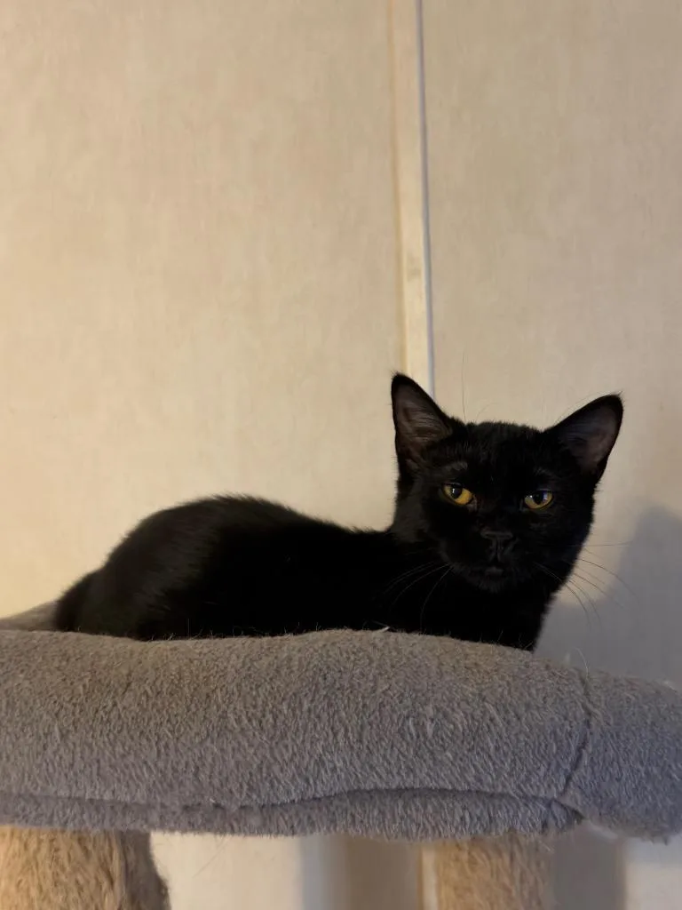 Licorice