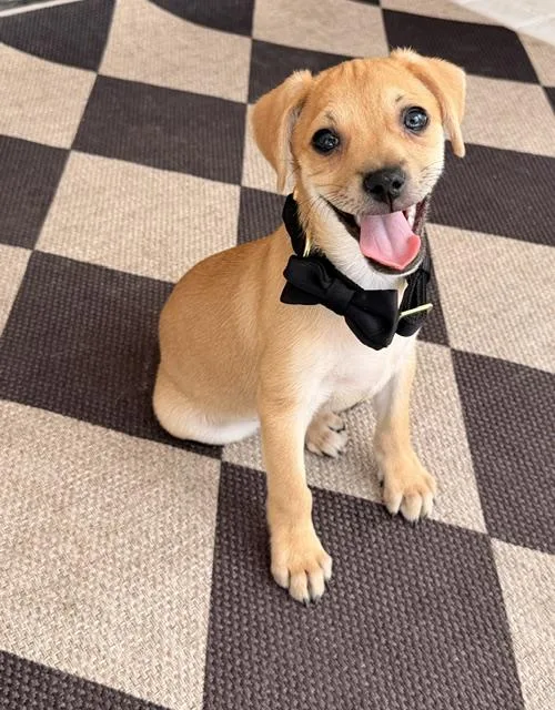 Rascal