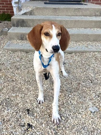An adult medium-sized female Foxhound dog named Betty for adoption in Washington, DC