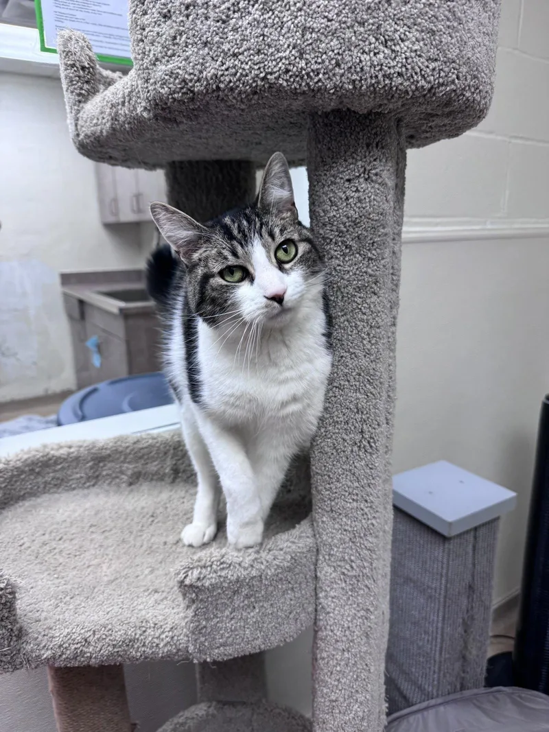 An adult medium-sized male Domestic Short Hair cat named Fenway for adoption in Brick, NJ