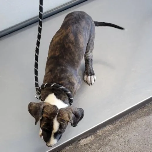 A baby medium-sized male Brindle Mixed Breed dog named Jack for adoption in Las Cruces, NM