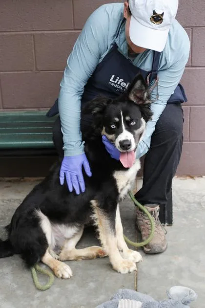 An adult large-sized male Mixed Breed dog named Tinto for adoption in Chamblee, GA