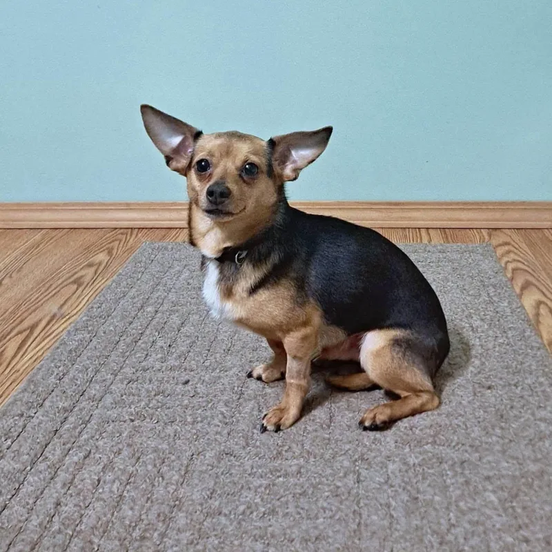 An adult small-sized male Chihuahua dog named Andy for adoption in Fairmont, WV