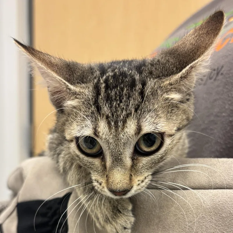A baby small-sized male Brown / Chocolate Domestic Short Hair cat named Florida for adoption in Jacksonville, FL