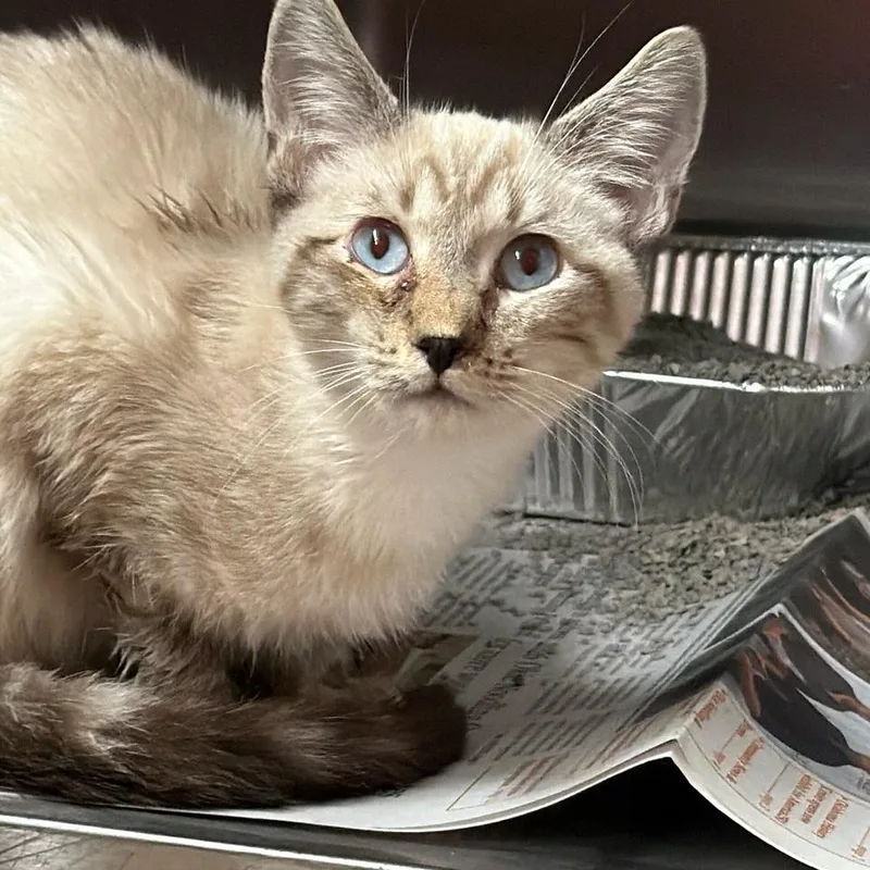 A young small-sized male Domestic Medium Hair cat named Si for adoption in Pauls Valley, OK