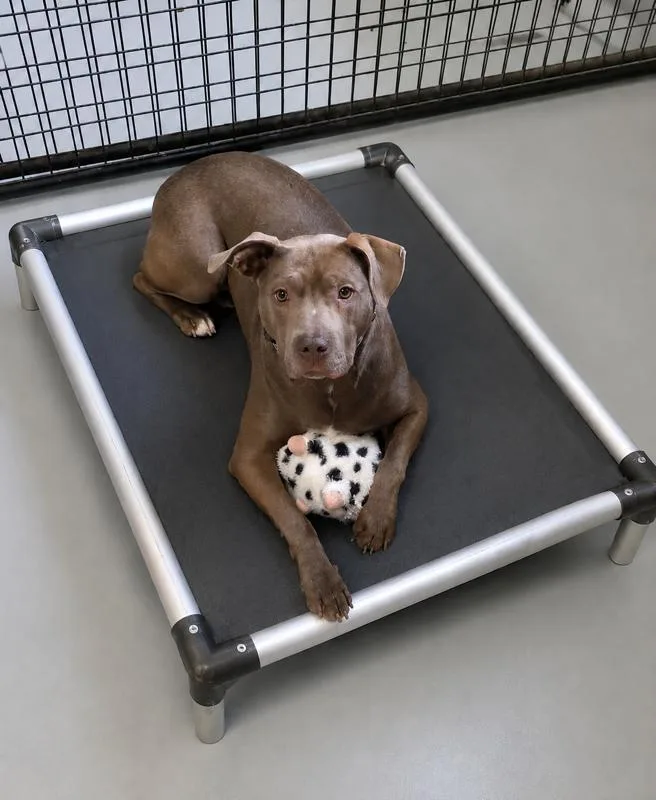 An adult large-sized female Yellow / Tan / Blond / Fawn Pit Bull Terrier dog named Sydney for adoption in Momence, IL