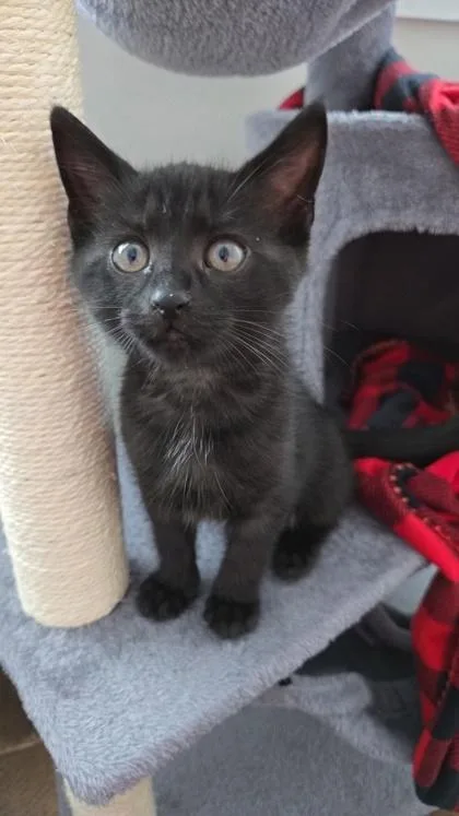 A young small-sized female Domestic Short Hair cat named B Gamora for adoption in North Charleston, SC