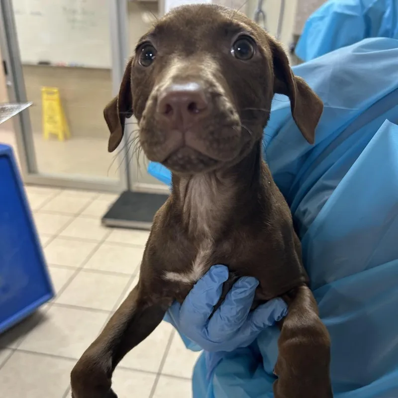 A baby small-sized female Brown / Chocolate Pit Bull Terrier dog named Greenley for adoption in Birmingham, AL
