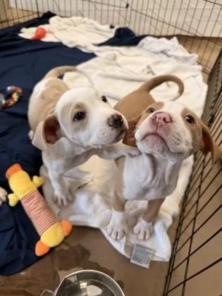 A baby medium-sized male Mixed Breed dog named Iggy for adoption in Madison, NJ