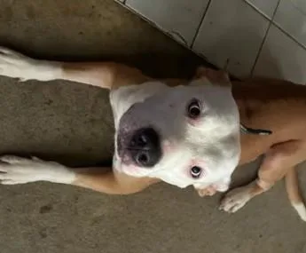 A young medium-sized male Pit Bull Terrier dog named A for adoption in Tracy, CA