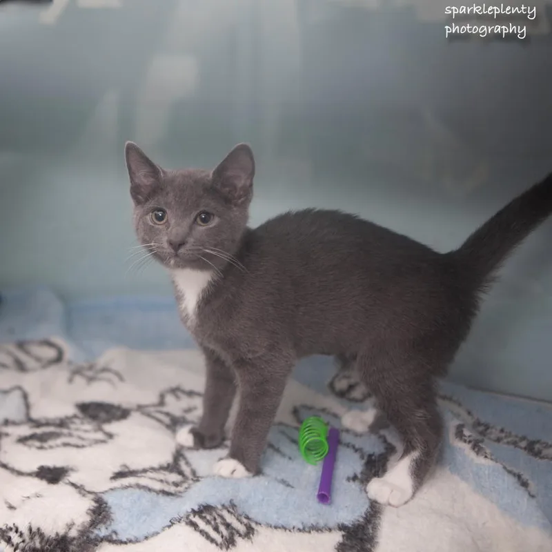 A baby medium-sized male Gray & White Domestic Short Hair cat named Tre for adoption in Ridgefield, CT