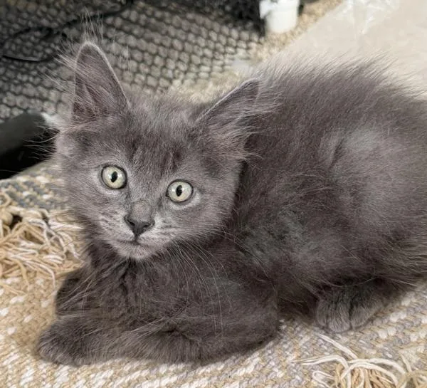 A baby medium-sized female Domestic Long Hair cat named Guppy for adoption in Salt Lake City, UT