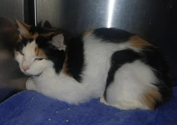 An adult small-sized female Domestic Medium Hair cat named Belinda for adoption in Staten Island, NY