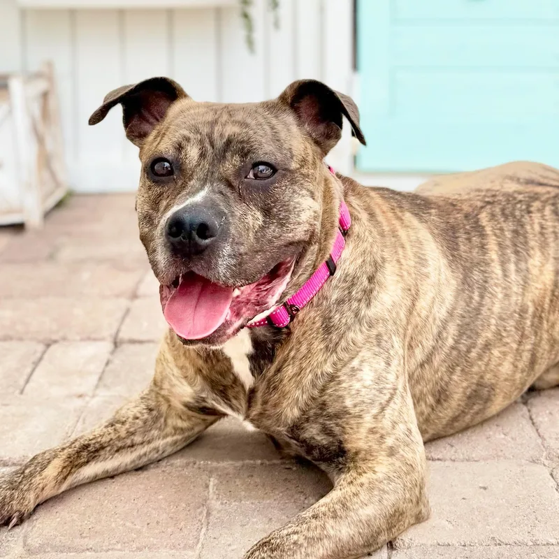 An adult large-sized female Brindle Pit Bull Terrier dog named Ashley for adoption in Scottsdale, AZ