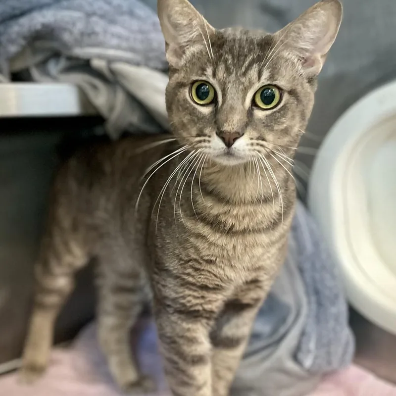 An adult medium-sized male Brown / Chocolate Domestic Short Hair cat named Reverend Tuttle for adoption in Austin, TX