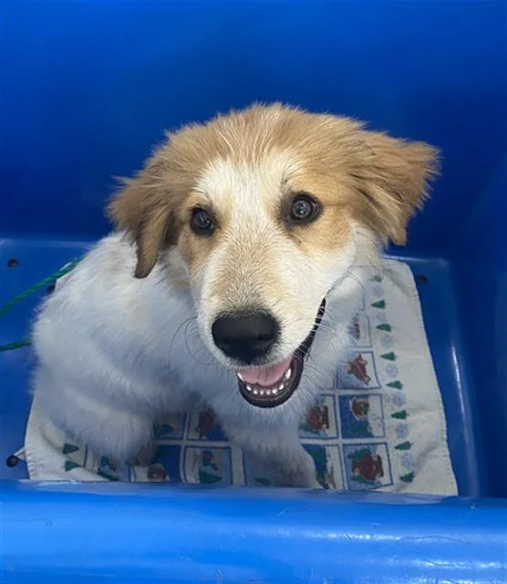 A baby extra large-sized female Mixed Breed dog named Boda for adoption in Dallas, TX