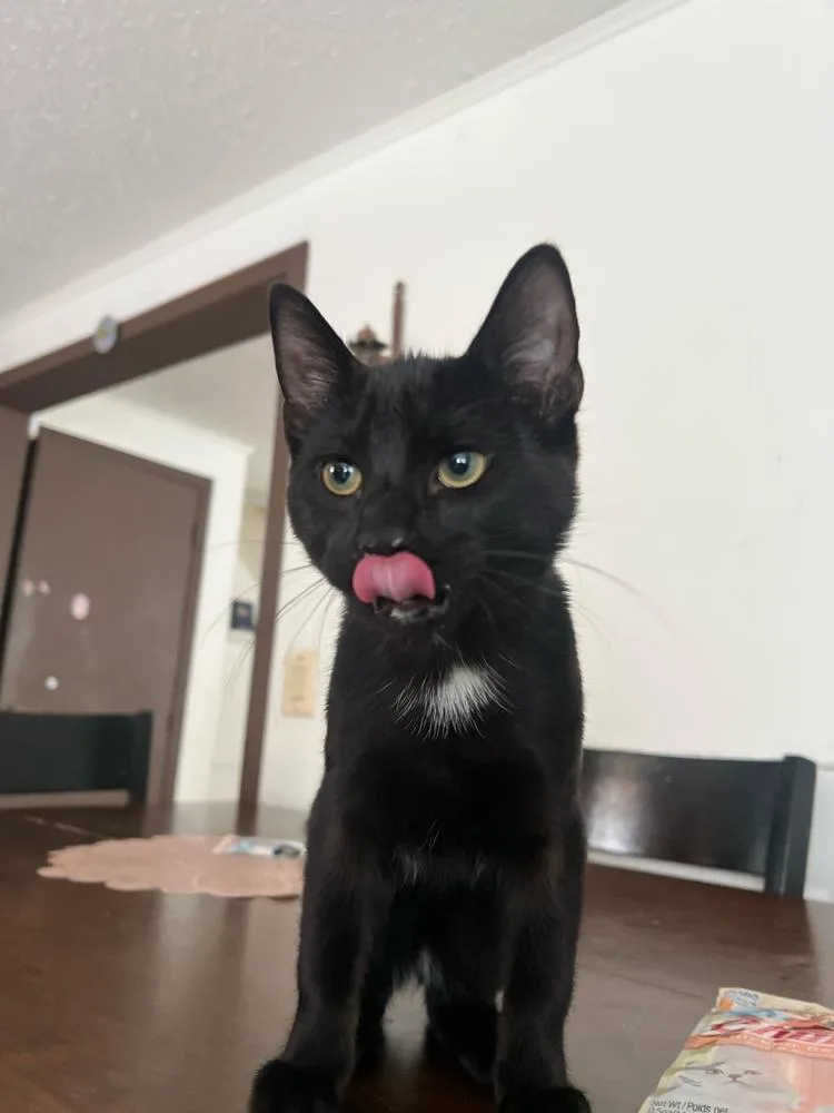 A baby small-sized male Black Domestic Short Hair cat named Blacky for adoption in Brewster , NY