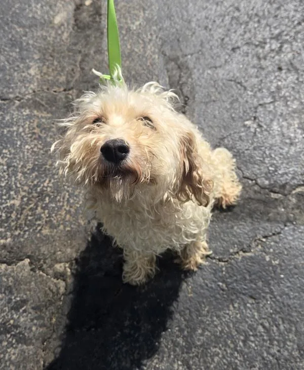 An adult small-sized male Poodle dog named Glow Worm for adoption in Lancaster, OH
