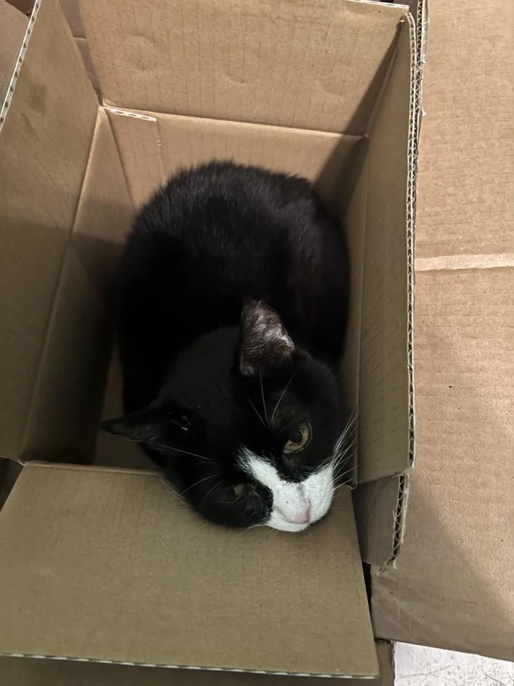 A senior medium-sized female Black & White / Tuxedo Domestic Short Hair cat named Blitzen for adoption in Salisbury, NC