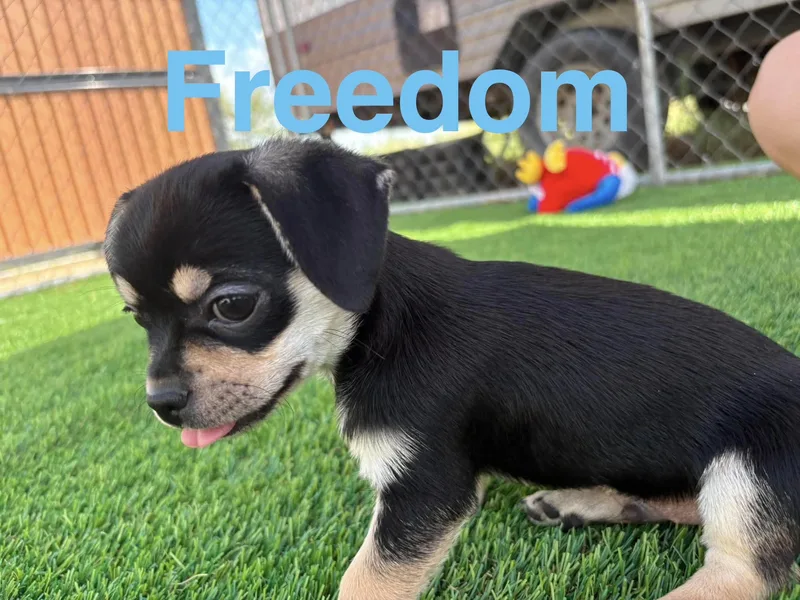 A baby small-sized male Chug dog named Freedom for adoption in Sierra Vista, AZ