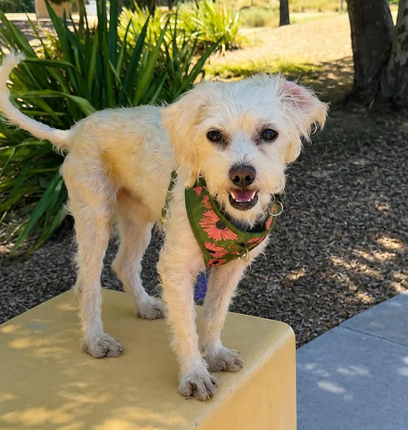 An adult small-sized male Maltese dog named Chauncey for adoption in Palo Alto, CA