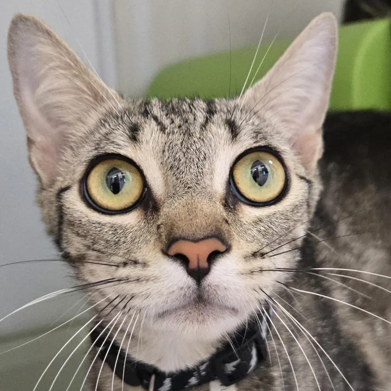 A young medium-sized female Gray / Blue / Silver Domestic Short Hair cat named Betsy for adoption in Desert Hot Springs, CA