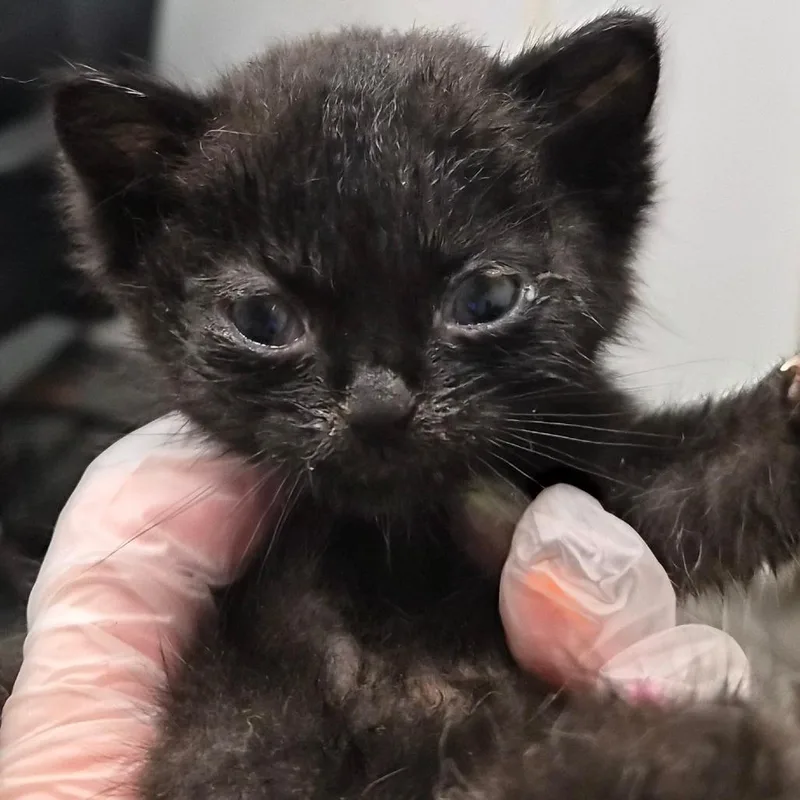 A baby small-sized male Domestic Short Hair cat named Marley for adoption in Jacksonville, FL