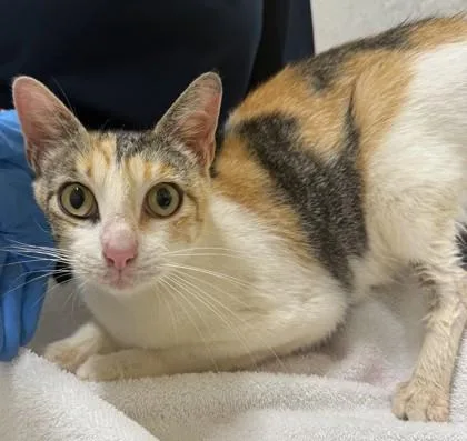 An adult small-sized female Domestic Short Hair cat named Loco Moco for adoption in Honolulu, HI