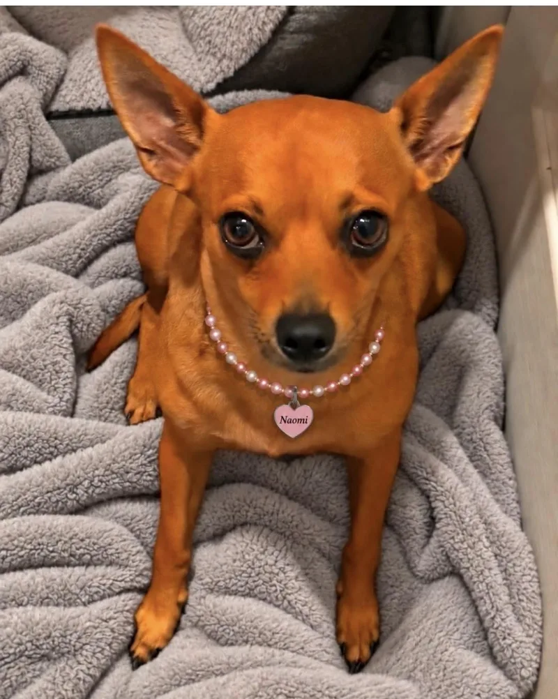 An adult small-sized female Red / Chestnut / Orange Chihuahua dog named Naomi for adoption in Grand Prairie, TX