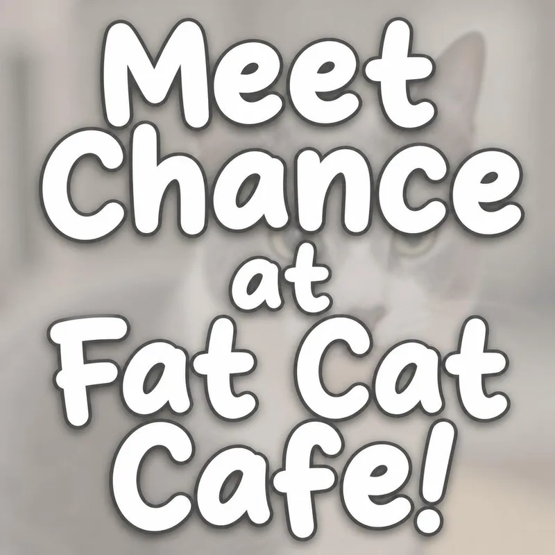 A baby medium-sized male Gray & White Domestic Short Hair cat named Chance at Fat Cat for adoption in Tallahassee, FL