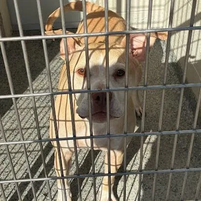 An adult small-sized male Mixed Breed dog named Nash for adoption in Jeffersonville, IN