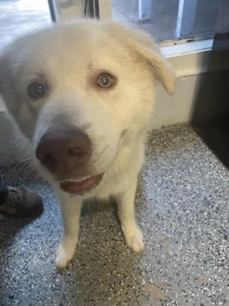 A young extra large-sized male Siberian Husky dog named Buddy for adoption in Mobile, AL