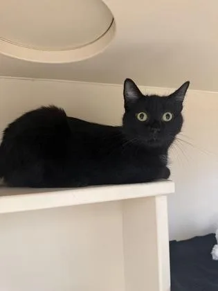 An adult medium-sized female Domestic Short Hair cat named Lola for adoption in Westland, MI