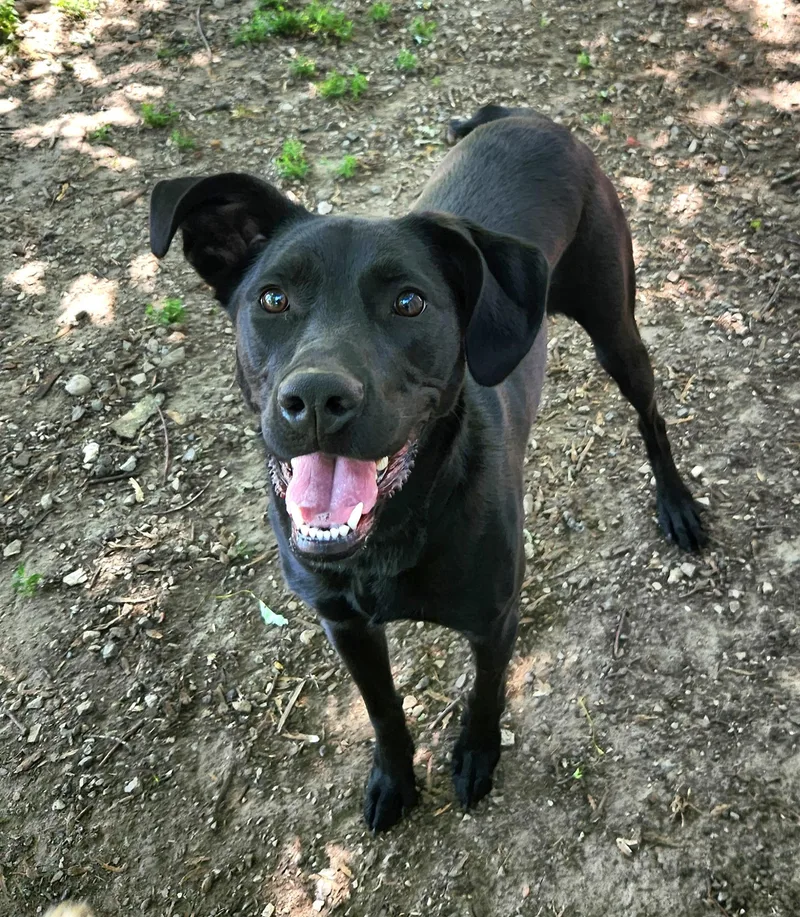 Onyx