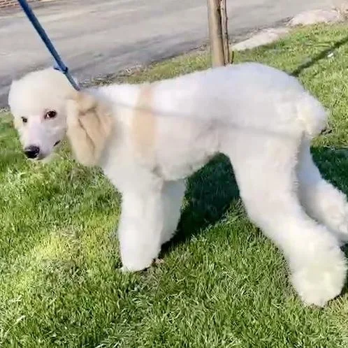 Marshmallo thumbnail 2