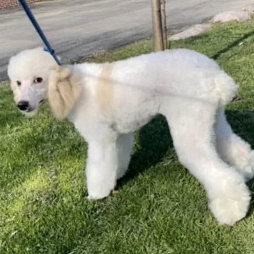 Marshmallo thumbnail 3